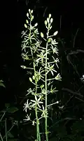 O. pyrenaicum