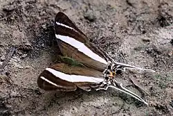 M. orsilochus southern Amazon