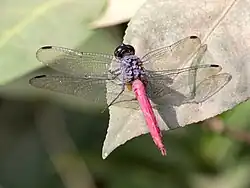 Hind quarter view