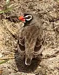 male