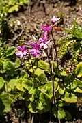 Habit