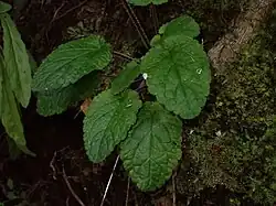 Leaves