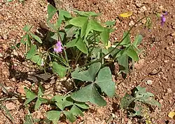 Oxalis dehradunensis Raizada, 1976