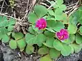 Oxalis purpurea L., 1753
