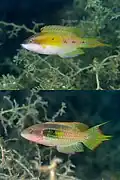 Male changing colours