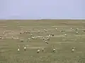 Blue Crane