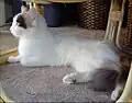 White with Calico