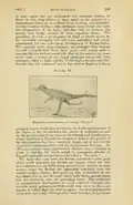 Nopcsa's illustration on its original publication (Proceedings of the Zoological Society of London, 1907).