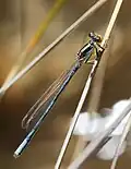 Male