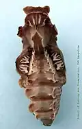 Chrysalis