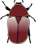 Pachnoda marginata marginata