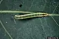 Young larva