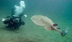 Pacific Electric Ray (torpedo californica) offshore of Anacapa