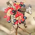 seeds