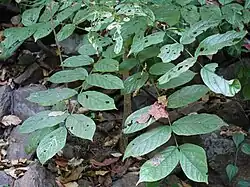 Leaf structure