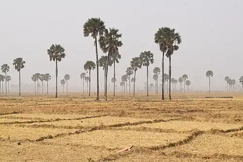 Deleb palm windbreak, Zankan