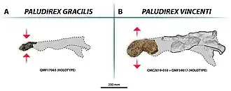 Paludirex species