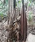 The close-packed stilt roots of two specimens