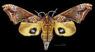 Paonias myops ♀