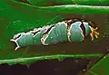 larva