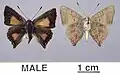 Mounted male