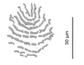 Ventral squamodisc