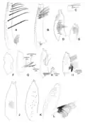 Genitalia