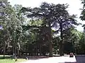 Lebanon cedar