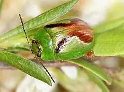 Paropsides opposita