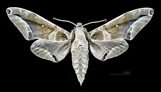Male