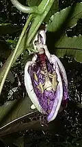 Bud cross section