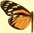 P. c. sororna female