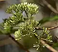 Pavetta crassicaulis
