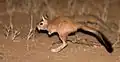 A hopping springhare.