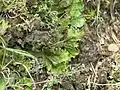 Peltigera leucophlebia near North Fork Mountain, West Virginia, USA. Open maple - red oak - black birch forest.