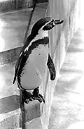 A penguin at the pool’s edge