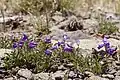 Flowers of Penstemon hallii