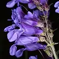 Flowers of Penstemon leiophyllus