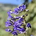 Flowers of Penstemon mensarum