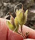 Fruit
