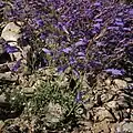 Flowers of Penstemon scapoides