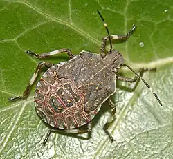 Fifth-instar nymph