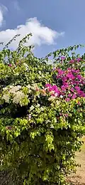 Beauty at Murasoli Maran Park, Perambur