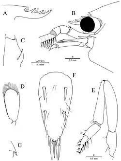 Periclimenaeus ascidiarum Holthuis