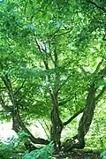 Persian ironwood tree (Parrotia persica) at the Hortus Botanicus