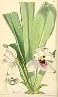 Pescatoria dayana (illustration)