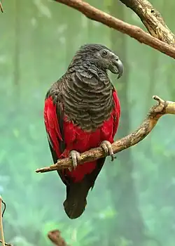 Female at Cincinnati Zoo