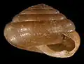 Apertural view