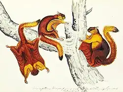 Drawing of red squirrels