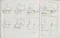 ... the second canvas had the heads of two apes, an African Moor and a Kalmyk or Asian, again with their skulls drawn above them...